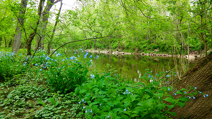 Bluebells along the Neshaminy Creek by Kate Schmidt.
